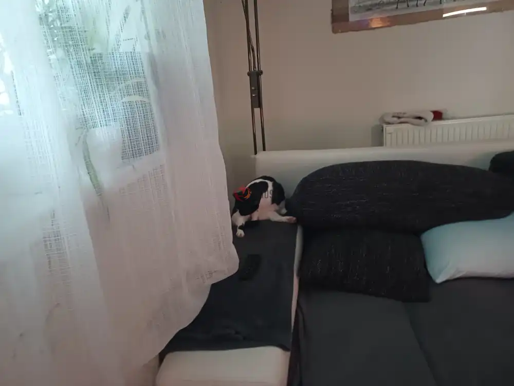 Bács-Kiskun megye - Baja