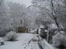 Pest megye - Gomba