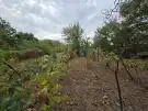 Bács-Kiskun megye - Madaras