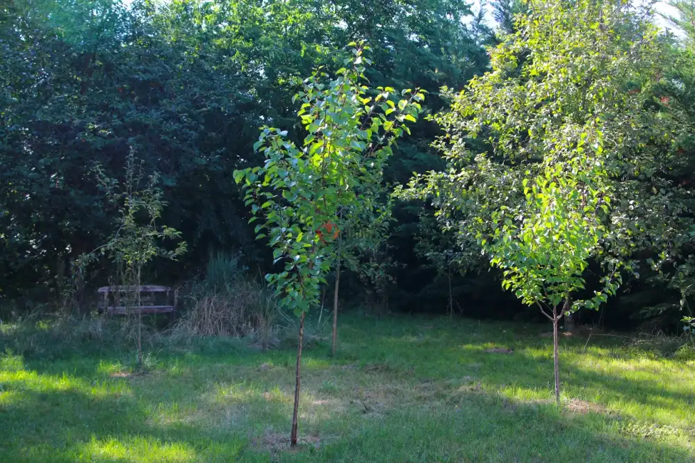 Pest megye - Őrbottyán