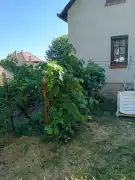 Pest megye - Pécel