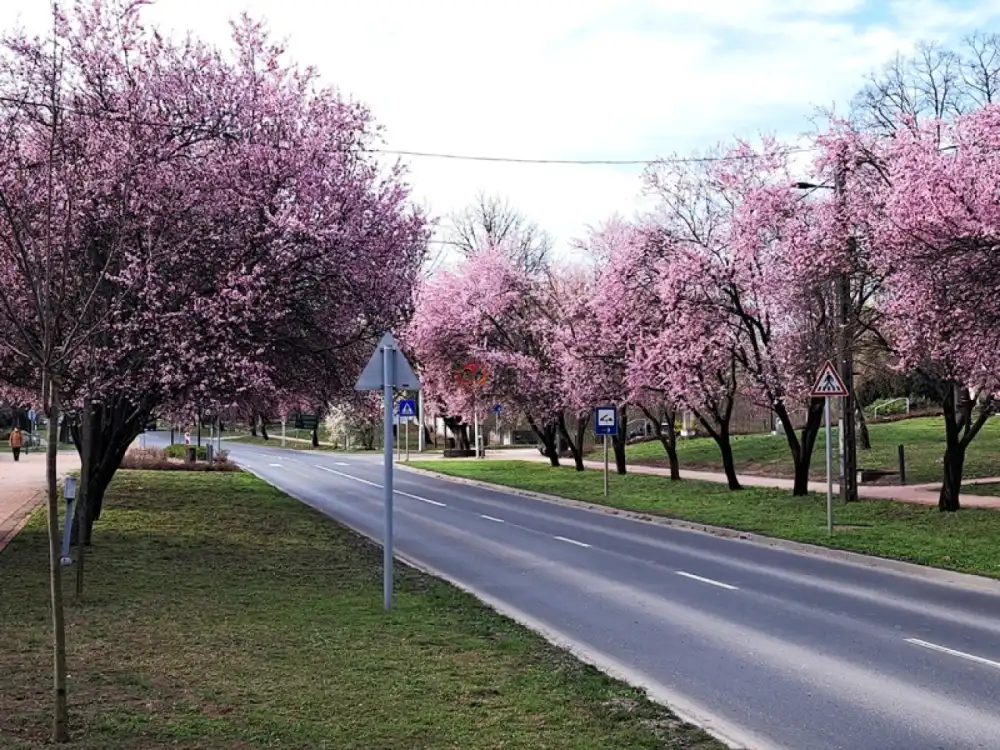 Pest megye - Tököl