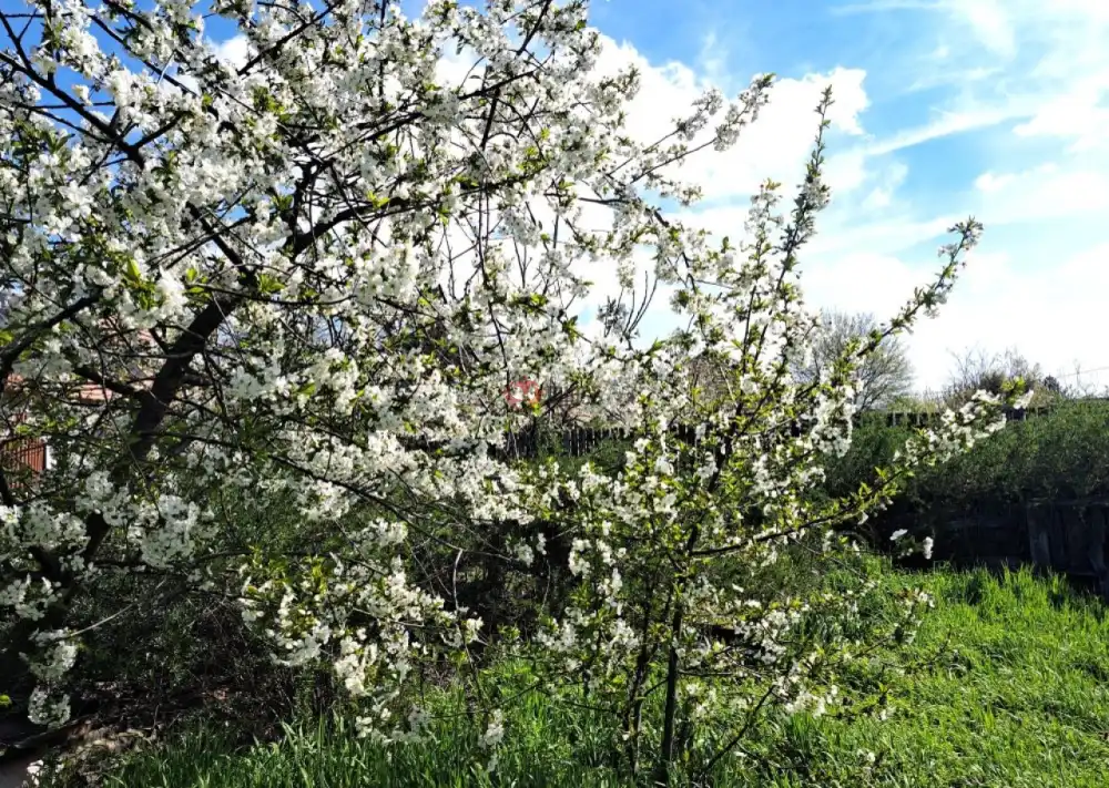 Pest megye - Tököl