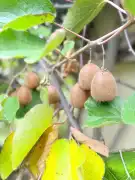 Pest megye - Vác