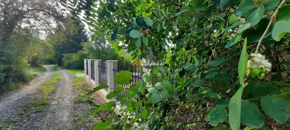 Pest megye - Nagymaros