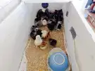 Pest megye - Csömör
