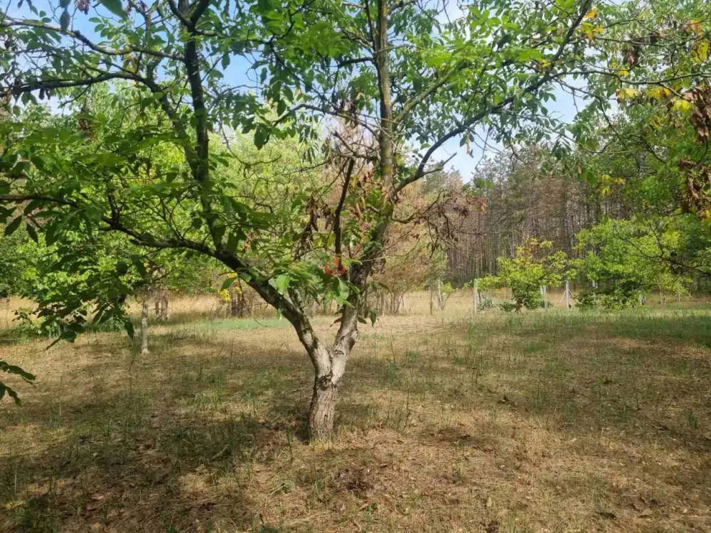 Bács-Kiskun megye - Nyárlőrinc