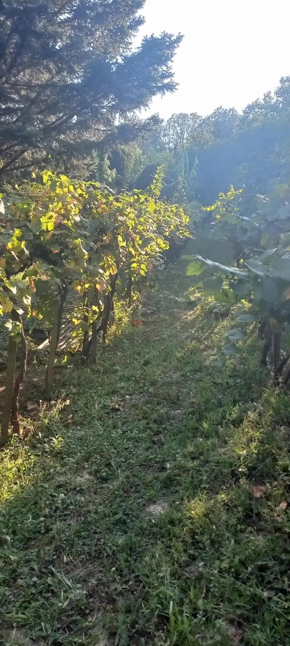 Komárom-Esztergom megye - Tata