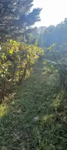 Komárom-Esztergom megye - Tata