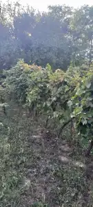 Komárom-Esztergom megye - Tata